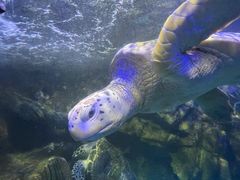 -太平洋海底世界