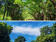 -上海共青森林公园