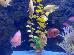 -梦幻海洋王国(吾悦广场张家港店)