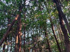 -铁山坪森林公园