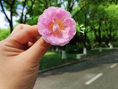 -贡湖湾湿地公园