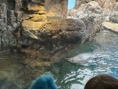 -大阪海游馆