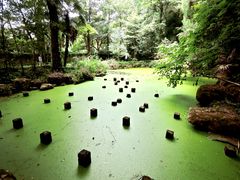 -天目山大树王景区