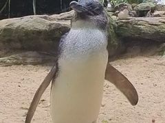 -费瑟代尔野生动物园