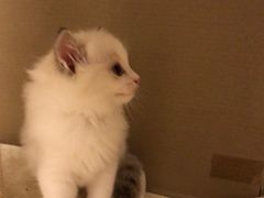 -Bastet sally猫舍购宠(静安店)