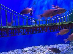 -太平洋海底世界