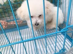 -翊宠yipet猫狗购宠庄园犬舍•猫舍