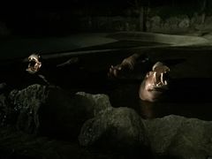 -清迈夜间动物园