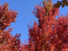 -北京西山国家森林公园