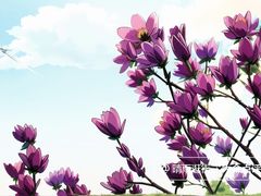 -朝阳公园
