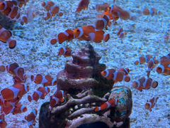 -海合安成都极地海洋公园