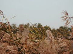 -天津东丽湖风景区