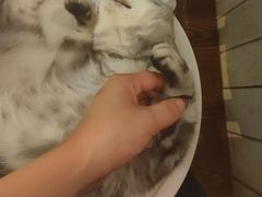 -海边的猫和咖啡馆