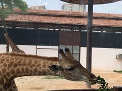 -灵玲国际马戏城