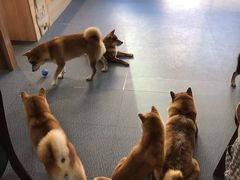 -柴源莊·柴小宠柴犬咖啡