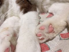 -喵喵咪呀布偶猫咖(春熙路店)