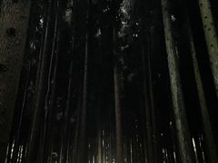 -武陵山森林公园