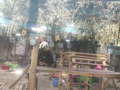 -栾川竹海野生动物园
