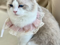 -怪兽屋·羊驼·猫咖·狗咖(俊华广场店)