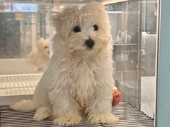 -翊宠yipet猫狗购宠庄园犬舍•猫舍