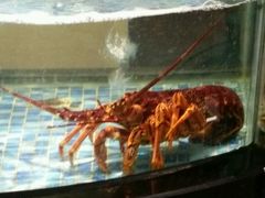 -麦斯汀烘焙坊(建昌兴隆店)