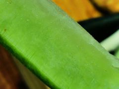 沙窝萝卜-老城味道·传统天津菜(杨柳青店)