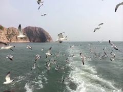 -长岛万鸟岛