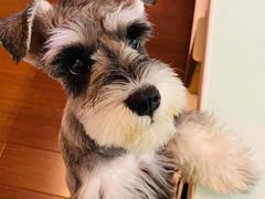 -爱妮康宠物医院·干细胞免疫细胞·肿瘤·心脏(张江店)