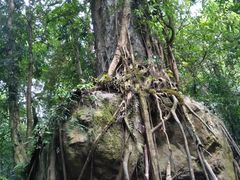 -瑞丽独树成林风景区