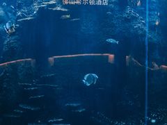 -OPEN開全日自助餐厅·牛肉火锅·海鲜(佛山希尔顿酒店)