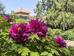 -北京市劳动人民文化宫(太庙)