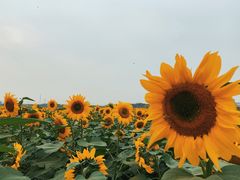 -映月湖中央公园