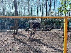 -合肥滨湖国家森林公园