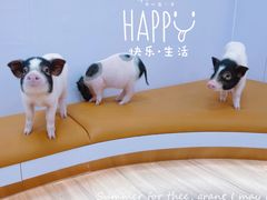 -猪盟咖啡店(玖洲道店)