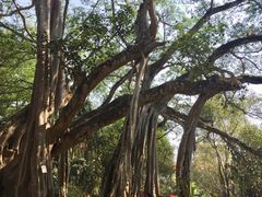 -瑞丽独树成林风景区