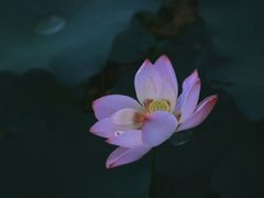 -陈家山荷花公园