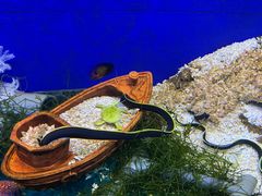 -海合安成都极地海洋公园