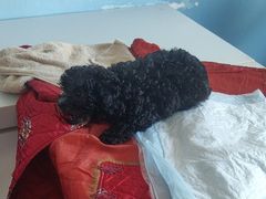 -瑞派福兴宠物医院犬猫全科·骨科·中西医结合(河东店)