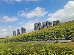 -光明小镇欢乐田园