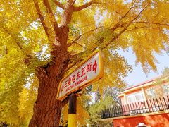 -三里屯东五街银杏大道