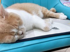 -诺比宠物医院心脏内科·泌尿肾内外科·骨科急重症