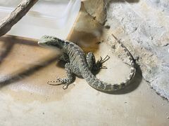 -上海大自然野生昆虫馆(东方明珠·爬宠昆虫探索中心)