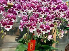 -双季花艺园艺市场(浦东店)