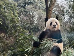 -中国大熊猫保护研究中心雅安碧峰峡基地