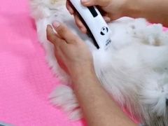 -宠福鑫康馨动物医院·骨科·眼科