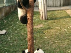 -成都大熊猫繁育研究基地