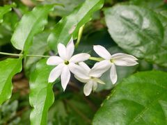 -火炉山森林公园