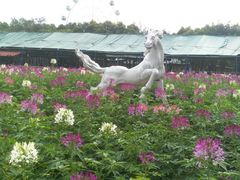 -广东花都香草世界旅游度假区