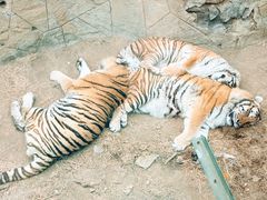 -大连森林动物园