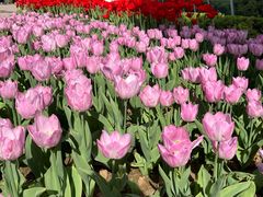 -石家庄市植物园